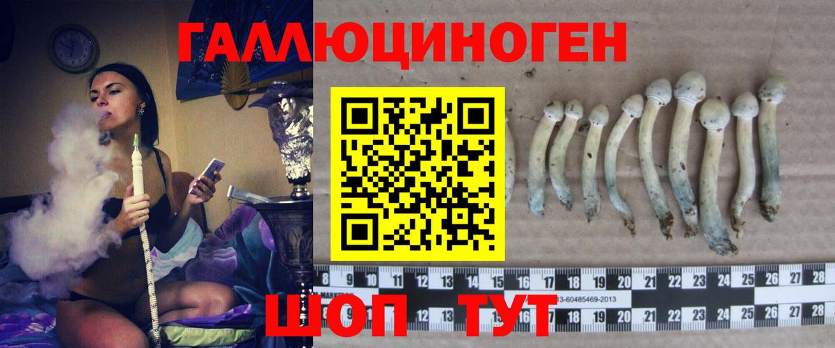 Галлюциногенные грибы Psilocybine cubensis  Вход с VPN  Псилоцибиновые грибы Cubensis  где найти   Тулун 